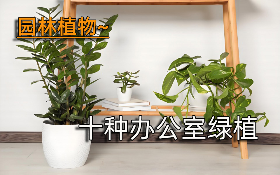 园林植物—十种办公室绿植