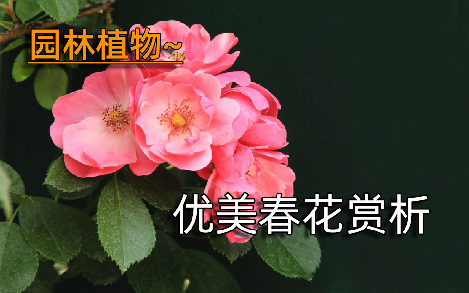 园林植物—优美春花赏析