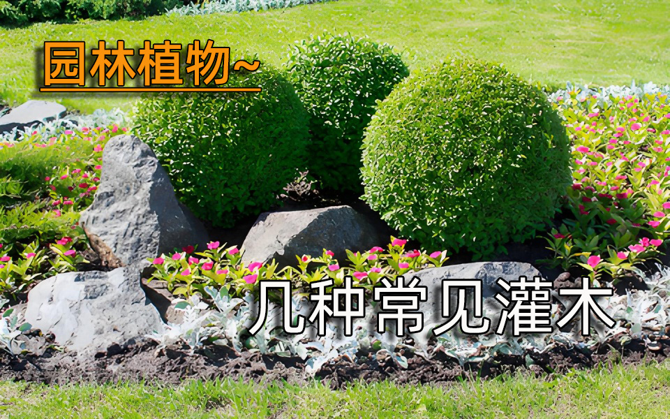 园林植物—几种常见灌木